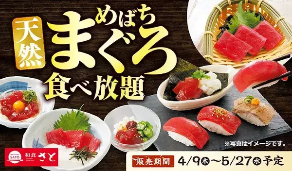 【和食さと】期間限定で"天然めばちまぐろ"が食べ放題に！お造りに赤身にぎりも...。思う存分味わい尽くせるよ～。