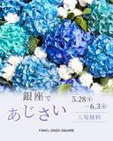 「ドリンク配布に無料の肌測定も。ファンケル銀座スクエア、今年の夏は青のあじさい一色に。《6月3日まで》」の画像1