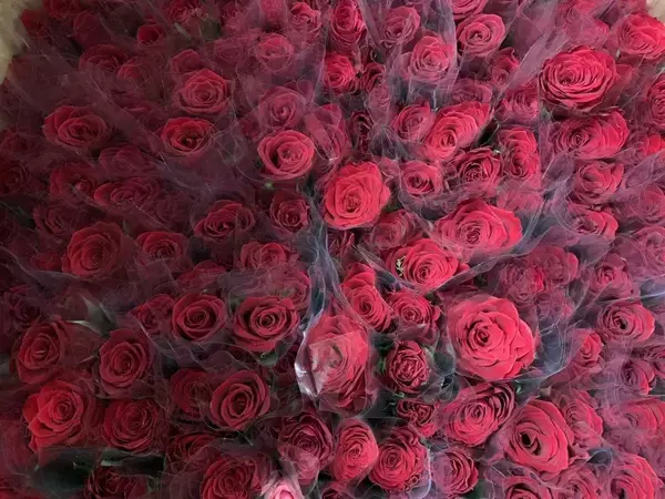 【横浜中華街】バラがもらえるなんてうれしい！5月30日・31日にお花を一輪プレゼント♡
