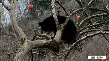 長岡市で初の緊急銃猟　体長70センチのクマ1頭が柿の木にのぼっているなどと目撃情報　新潟