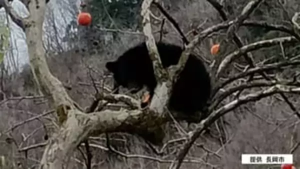 長岡市で初の緊急銃猟　体長70センチのクマ1頭が柿の木にのぼっているなどと目撃情報　新潟