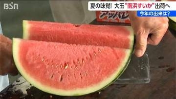 シャリっとした食感で甘い！新潟の砂丘育ちの「南浜すいか」　出荷控え糖度や味などを確認
