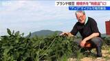 「「何だこの甘みは！」日本一の枝豆県  新潟・弥彦村の“幻の枝豆” に惚れ込んだ仕掛け人   半分近くが規格外になる一級品をアップサイクルで特産品に」の画像1