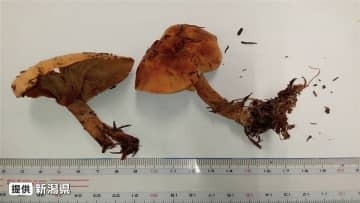 「虫が食べているきのこは食べられる？」「ナスと一緒に料理すればOKなの??」根拠のない言い伝えを信じないで!!　今秋初の『毒きのこ食中毒発生注意報』新潟県