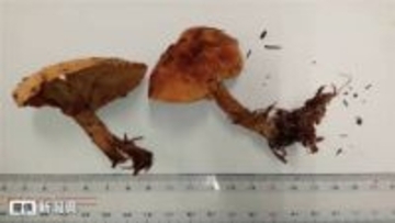 「虫が食べているきのこは食べられる？」「ナスと一緒に料理すればOK？」言い伝えを信じないで　新潟県が『毒きのこ食中毒発生注意報』発表