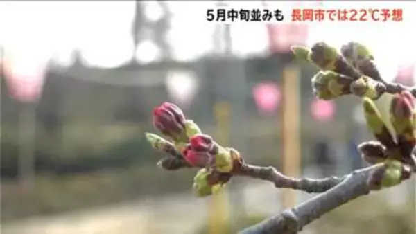 「南よりの風が吹き20℃超と5月中旬並みの予想　桜もそろそろ？ “日本三大夜桜”高田城址公園の観桜会は3日(金)から　新潟・上越市」の画像