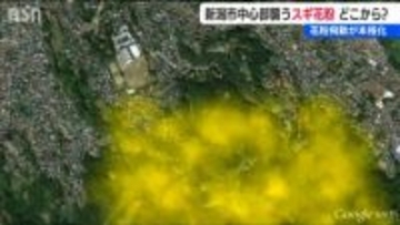 気温上昇と乾燥で花粉の飛散が本格化！暖かい南風に乗って新潟市を直撃　今後の予想は？