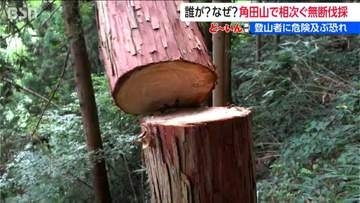 誰が何のために？ 年間10万人が訪れる角田山で “無断伐採”　100本切られたまま放置　法令違反となる可能性も  新潟市が初の税金処理へ