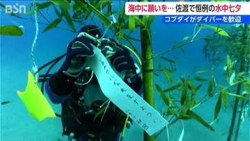 海中から「星に願いを」佐渡でダイバーがコブダイの歓迎受けて恒例の『七夕』イベント　新潟県佐渡市
