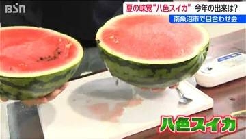 「抜群の甘さとシャリシャリ感！」出荷基準は4キロ以上 糖度11度以上  新潟県南魚沼市の特産八色スイカ今年のできは