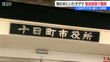 柿の木にいた子グマを緊急銃猟で駆除 十日町市では初　新潟県で10例目