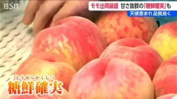 厳しい基準をクリアして『糖選確実！』なモモ出荷 天候に恵まれ糖度高く品質も良好　新潟