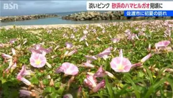 ハマヒルガオが見頃　淡いピンクでラッパ状の可憐な花　新潟・佐渡市