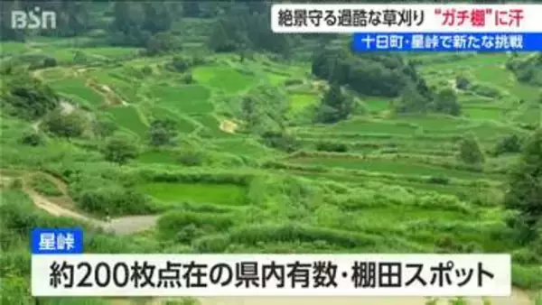 絶景「星峠の棚田」  急斜面でガチにハードな草刈りボランティア 　通称 “ガチ棚” に22人が汗 　美しい景観の裏で深刻な担い手不足も　新潟・十日町市