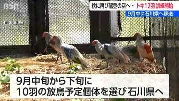 今秋に再び能登の空へ…  放鳥に向けトキ12羽訓練開始　9月中に石川県へ移送　新潟・佐渡市