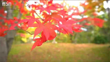 「赤や黄色や緑の色が合わさっている所がきれい」園主が育てた300本以上『国府もみじ園』最後の一般公開　新潟・上越市