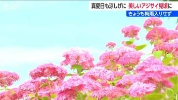 「鮮やかな青で心が涼しくなる」　国営越後丘陵公園のアジサイ見頃 　でも新潟県の梅雨入りはいつ？