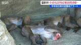 「サルの暑さ対策に特製の“凍らせおやつ”　悠久山小動物園「動物たちが参る前に私たちが…」飼育員も悲鳴　新潟・長岡市」の画像1