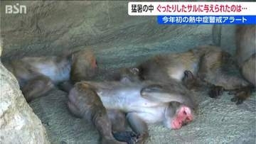 サルの暑さ対策に特製の“凍らせおやつ”　悠久山小動物園「動物たちが参る前に私たちが…」飼育員も悲鳴　新潟・長岡市