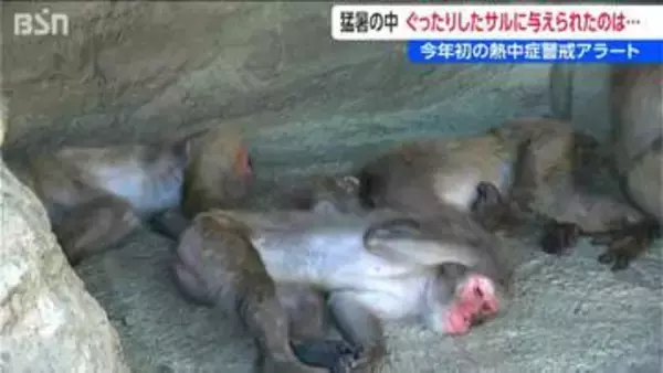 サルの暑さ対策に特製の“凍らせおやつ”　悠久山小動物園「動物たちが参る前に私たちが…」飼育員も悲鳴　新潟・長岡市