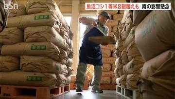 魚沼産コシヒカリ検査　1等米比率は8割以上も長雨で稲刈り遅れると品質や収量の低下が懸念