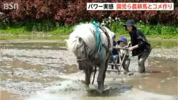 「めっちゃパワーつよかった！」農耕馬と一緒に園児が田んぼの代かき体験　新潟・上越市