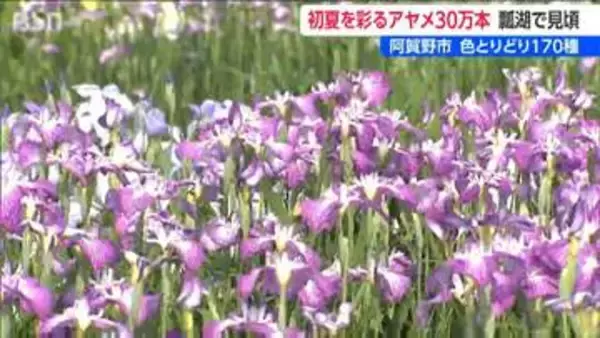 170種・30万本 色とりどりのアヤメが咲き誇る「瓢湖あやめ園」 春先の気温高く見ごろが早めに　新潟・阿賀野市