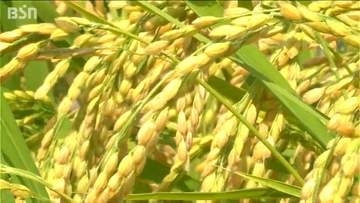 米価下落による離農懸念に花角新潟県知事 「コメの安定生産・流通は国家的な課題」 コメ主産県として国へ要望へ