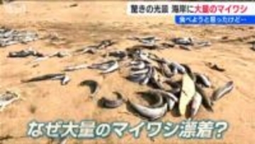 「イルカに追われた?」柏崎市の海岸に大量のイワシが打ち上げられる　甘露煮にしたかったけど…