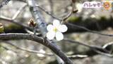 「早咲きの桜は“冷たい”川風のなか 1カ月かけて満開へ　新潟県新発田市」の画像1