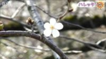 早咲きの桜は“冷たい”川風のなか 1カ月かけて満開へ　新潟県新発田市