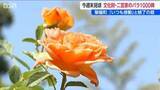 「30年に渡って丹精込めた数百種 1000株以上を一般公開『二宮家バラ園』今週末には満開に　新潟・聖篭町」の画像1