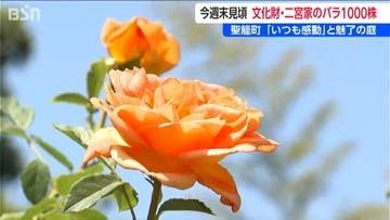 30年に渡り丹精込めた数百種 千株以上を一般公開『二宮家バラ園』今週末には満開に　新潟・聖篭町