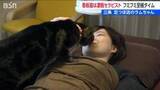 「看板猫は隠れ家サロンの“凄腕セラピスト”　ラムちゃんのフミフミは至極タイム　新潟・三条市」の画像1
