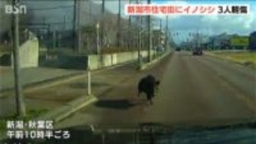 「ものすごい勢いで走ってきて」新潟市の住宅街に体長1m30cmのイノシシ　車や人に体当たりで3人が軽傷
