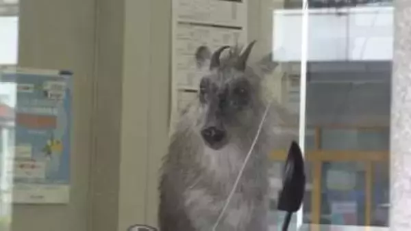 ATMコーナーから銀行内に『ニホンカモシカ』吹き矢放たれ麻酔でおとなしくなったところを捕獲　新潟県柏崎駅前