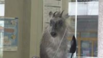 銀行のATMコーナーから『ニホンカモシカ』麻酔の吹き矢が放たれおとなしくなったところを捕獲　新潟県柏崎駅前