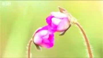 春の訪れを告げる雪割草や福寿草 今年は少し早く『県庁の森』新潟県