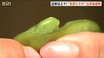 “おいしい夏 ゆっくり味わって！”ブランド枝豆『弥彦むすめ』出荷最盛期　新潟・弥彦村