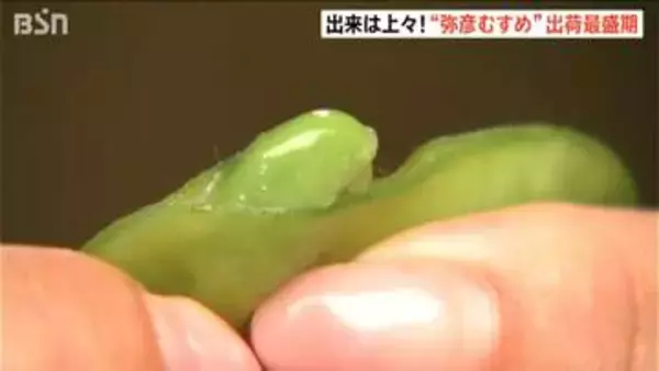“おいしい夏 ゆっくり味わって！”ブランド枝豆『弥彦むすめ』出荷最盛期　新潟・弥彦村