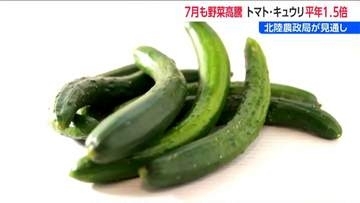 7月の野菜価格見通し  トマト・キュウリ・タマネギ値上がり見込み　レタスがお買い得　新潟