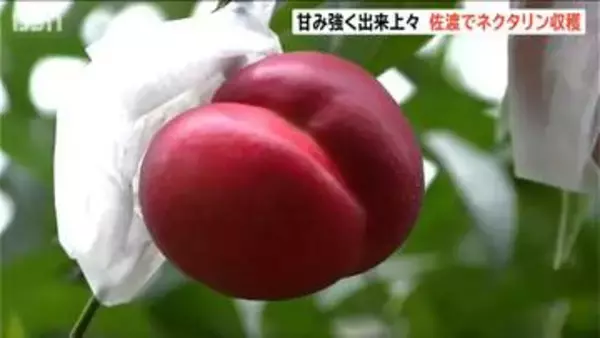 甘酸っぱいモモの一種“ネクタリン”の収穫最盛期「すこぶる出来はいい」　新潟・佐渡市
