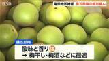 「大粒で肉厚  梅干し・梅酒づくりに最適です！ 『藤五郎梅』の選果スタート　新潟市江南区」の画像1