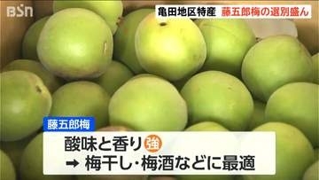 大粒で肉厚  梅干し・梅酒づくりに最適です！　『藤五郎梅』の選果スタート　新潟市江南区