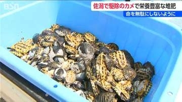 「厄介者が宝物に」ハス食いつくす外来ガメの命を無駄にせず栄養豊富な堆肥に  新潟