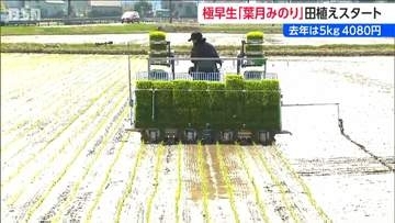 新潟県産米のトップバッター 極早生品種『葉月みのり』田植え始まる  今年の価格は下がる見通し