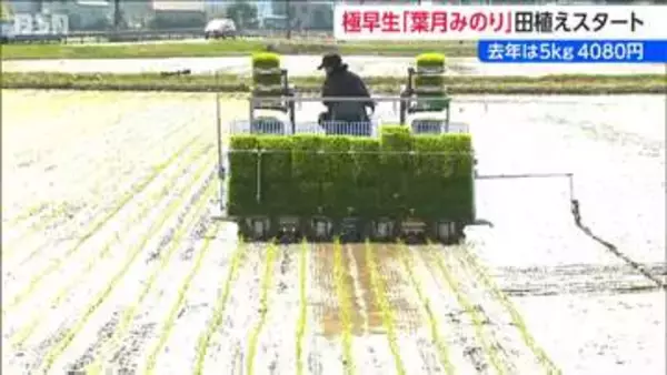 新潟県産米のトップバッター 極早生品種『葉月みのり』田植え始まる  今年の価格は下がる見通し