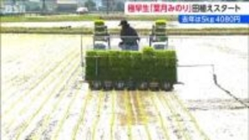 新潟県産米のトップバッター 極早生品種『葉月みのり』田植え始まる  今年の価格は下がる見通し