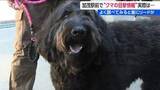 「駅前で『クマ騒動』警察も見間違い「いゃ～、ホッとしました！」と加茂市も“訂正情報” よくよく調べてみると首にリードが…　新潟県」の画像1
