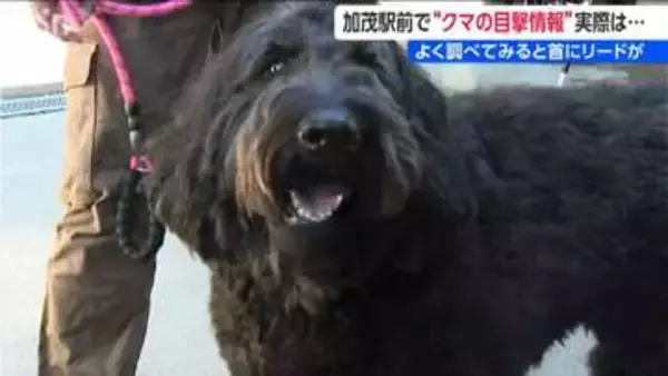 駅前で『クマ騒動』警察も見間違い「いゃ～、ホッとしました！」と加茂市も“訂正情報” よくよく調べてみると首にリードが…　新潟県